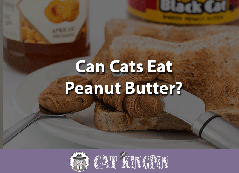 Can Cats Eat Peanut Butter? - Cat Kingpin
