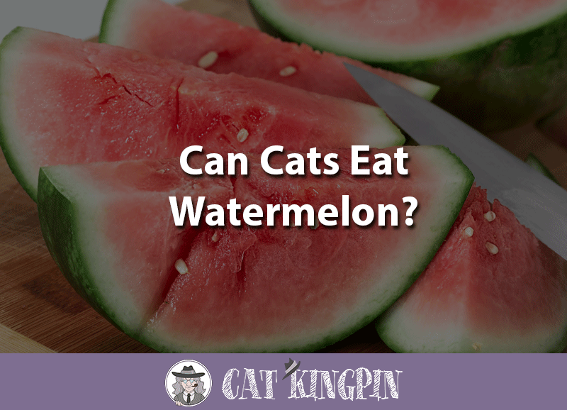 can cats eat watermelon