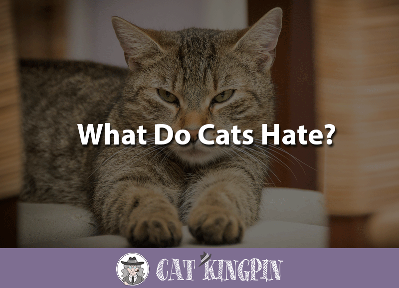 Do Cats Have Emotions Like Dogs Do Cats Have Emotions Like Dogs