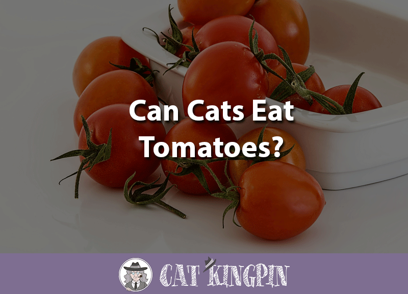 Can Cats Eat Tomatoes? - Cat Kingpin