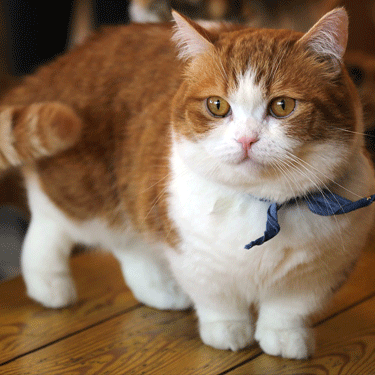 the munchkin cat for sale