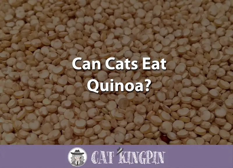 Can Cats Eat Quinoa Cat Kingpin