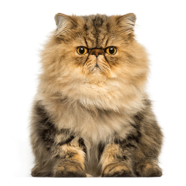 Persian Cat Breeders Near Me