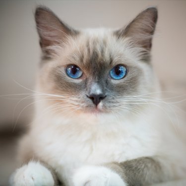 ragdoll breeder