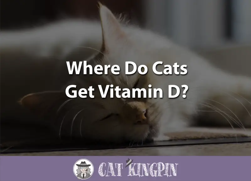Where Do Cats Get Vitamin D? Cat Kingpin