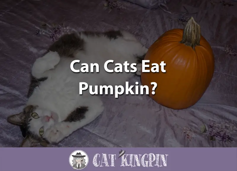 Can Cats Eat Pumpkin? - Cat Kingpin