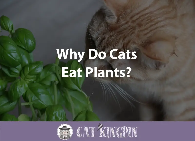 eat plants cats why