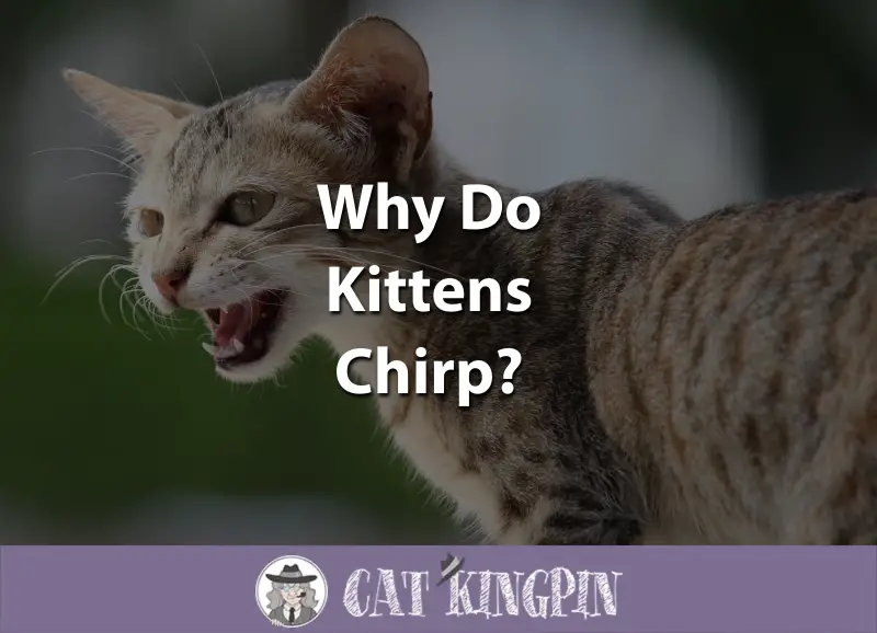 Why Do Kittens Chirp? Cat Kingpin
