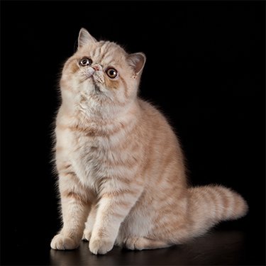 Exotic Shorthair Cat Breeders Near Me