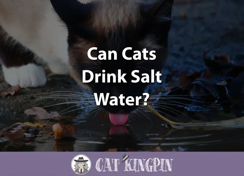 Can Cats Drink Salt Water? Cat Kingpin
