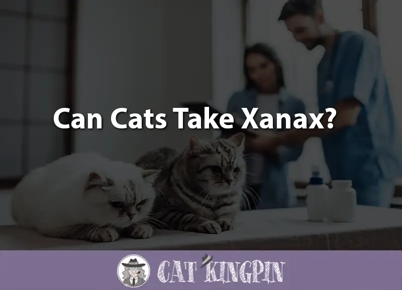 USE OF XANAX IN CATS