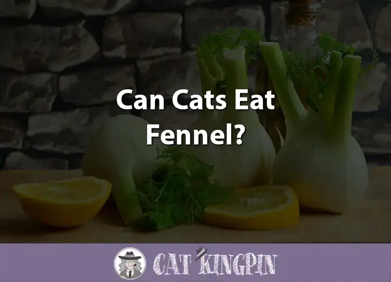 Can Cats Eat Fennel Cat Kingpin