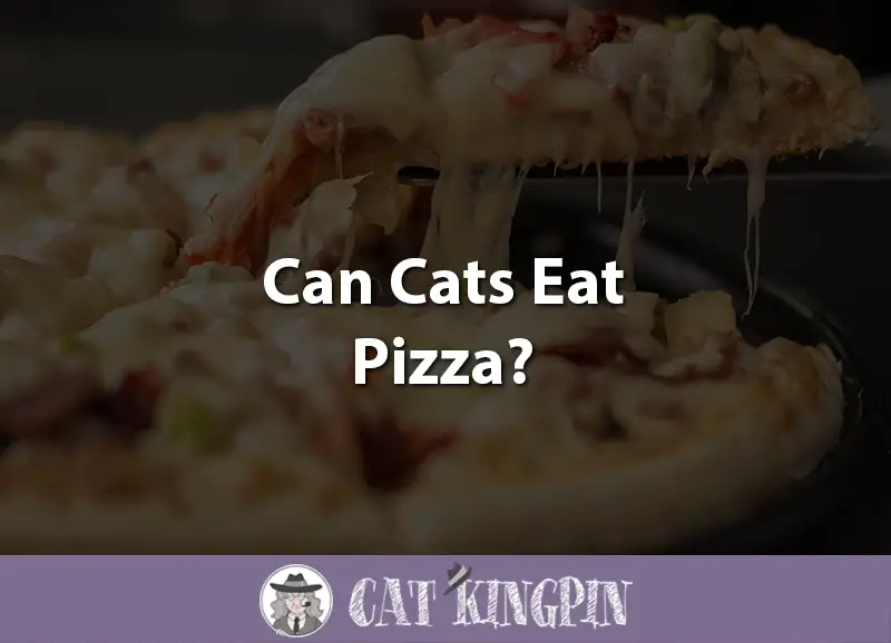 Can Cats Eat Pizza? - Cat Kingpin