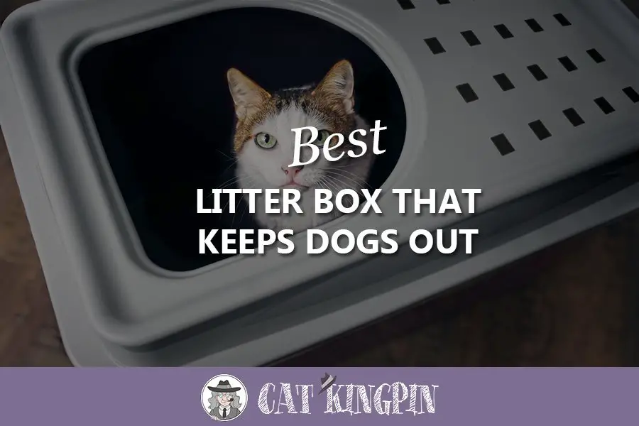 Best Litter Box That Keeps Dogs Out In 2021 Buyer S Guide