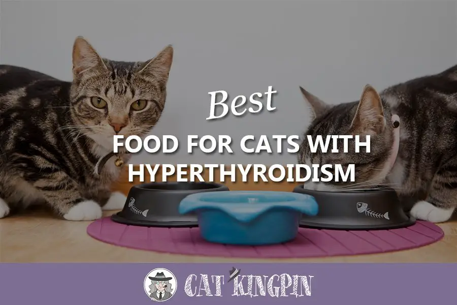 Hyperthyroidism In Cats Diet / Hyperthyroidism in Cats Natural Animal